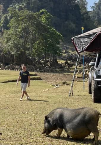 Un voyageur dans un campement avec tente de toit rencontre un cochon local lors d'un camping sauvage au Vietnam