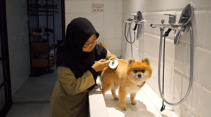 uninterruptible-power-for-pet-care-provider-featured